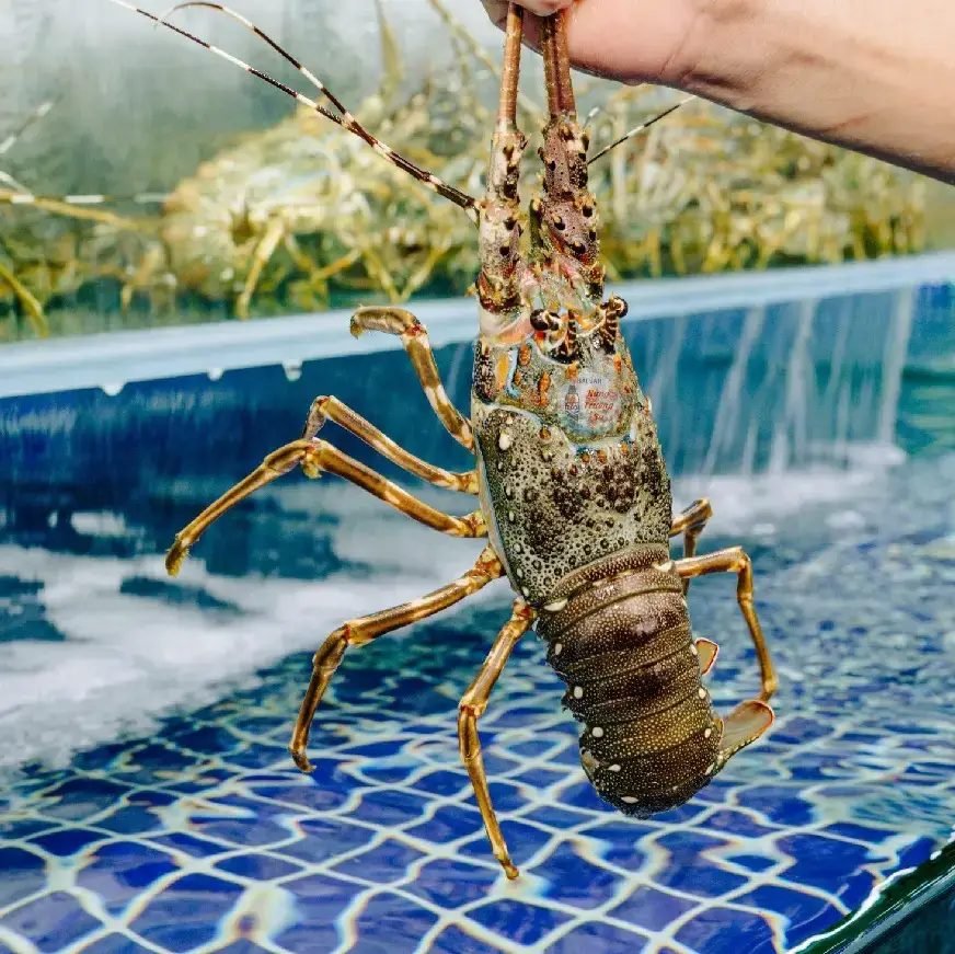 Tôm Hùm Bông Tươi Sống Size 700-900Gr