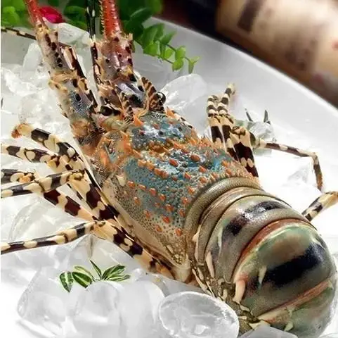 Tôm Hùm Bông Tươi Sống Size 700-900Gr