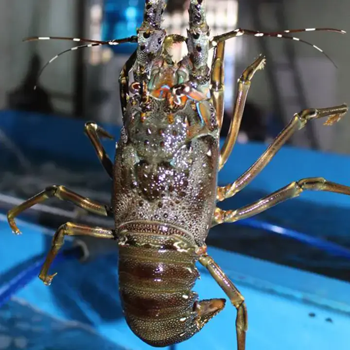 Tôm Hùm Bông Tươi Sống Size 1,2 - 1,4Kg/Con