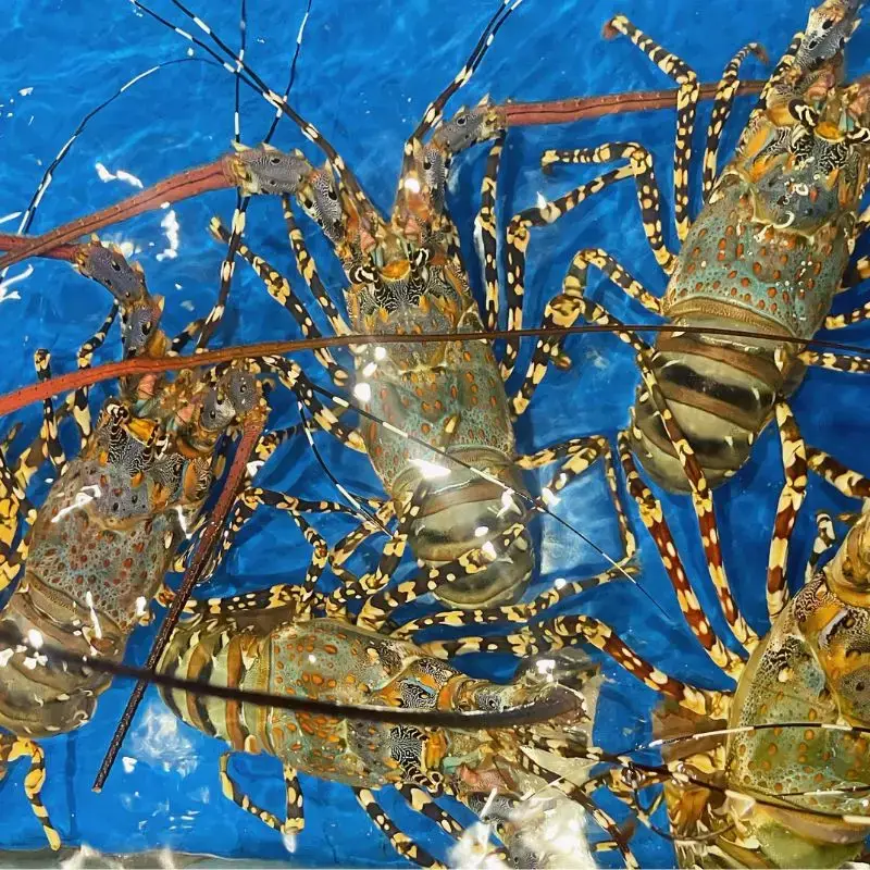 Tôm Hùm Bông Tươi Sống Size 1,2 - 1,4Kg/Con