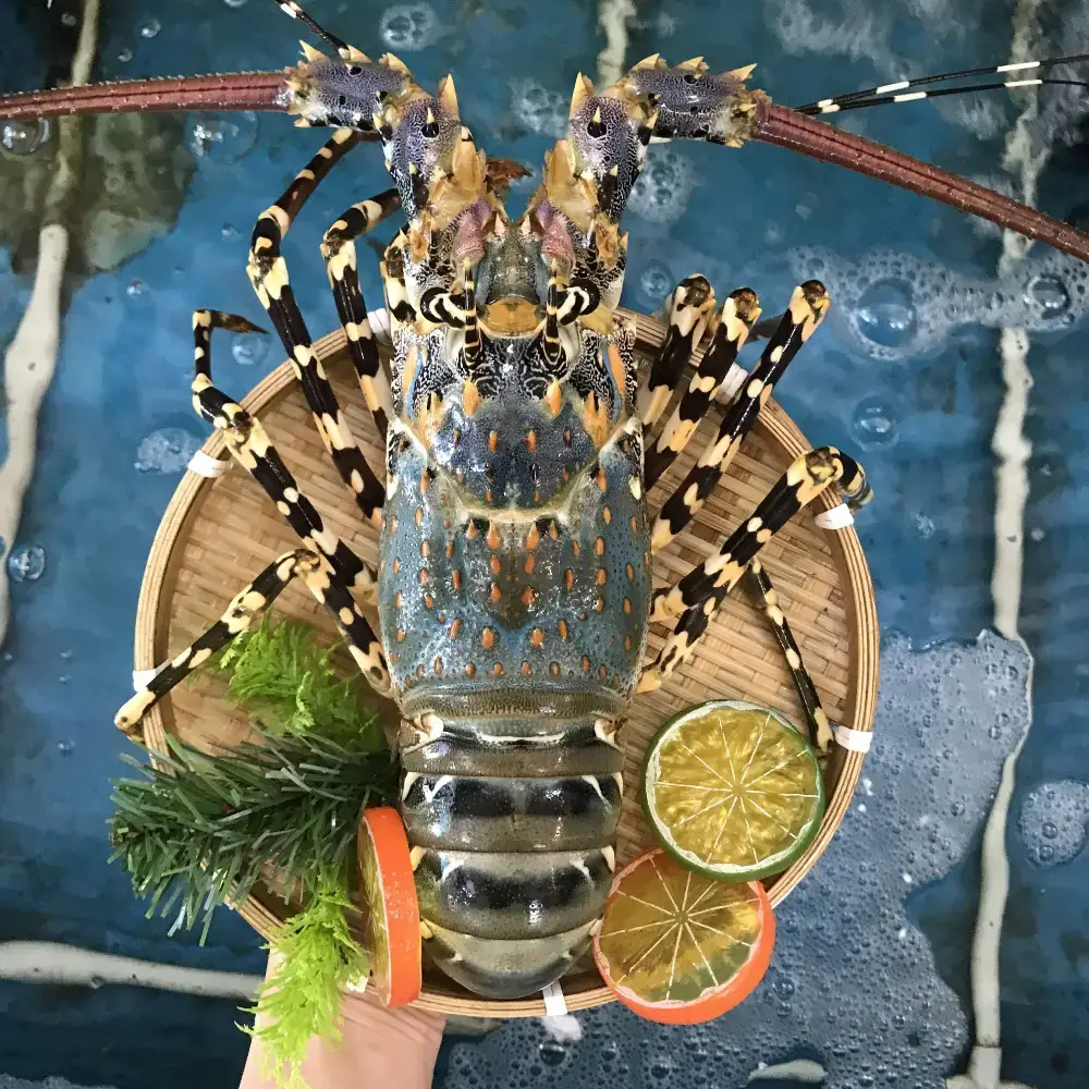 Tôm Hùm Bông Tươi Sống Size 1,2 - 1,4Kg/Con