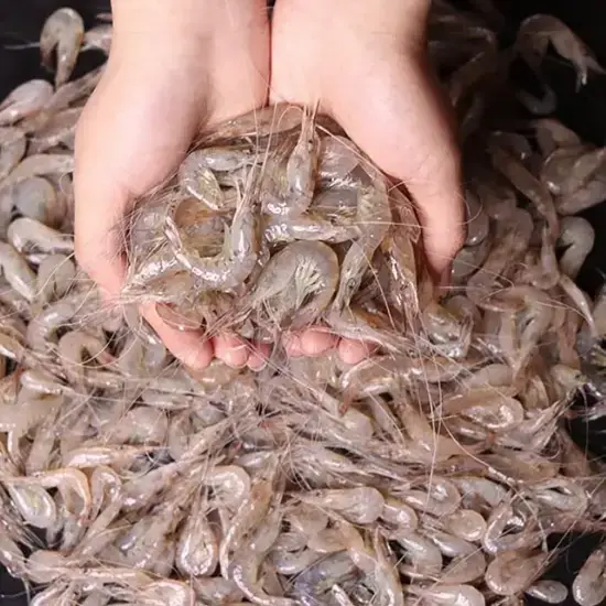 Tép Đồng Thiên Nhiên Tươi Loại 1