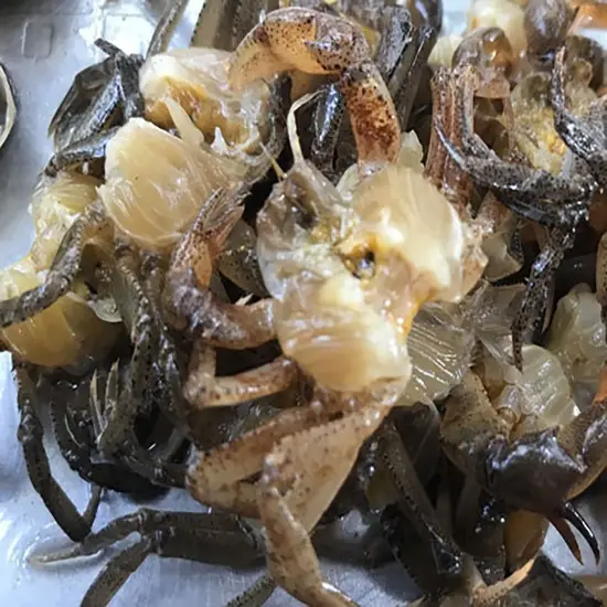 Cua Đồng Sống Thiên Nhiên