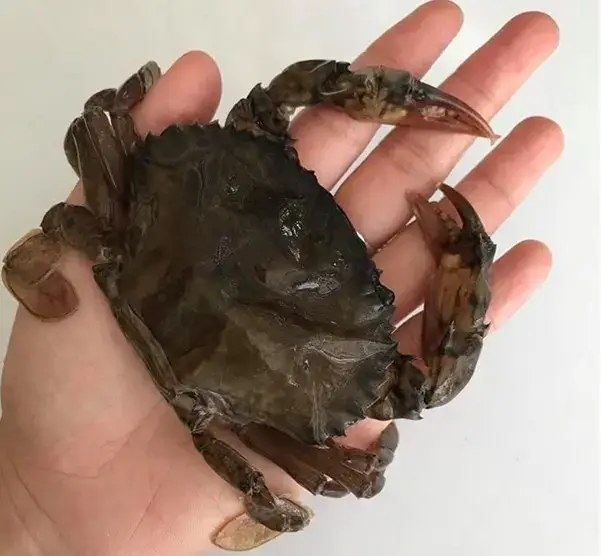 Cua Lột Tươi Size 7-8 Con Giá Tốt