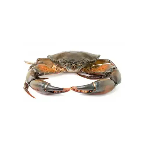 Cua Thịt Tươi Loại 1 Size 500-700Gr/Con