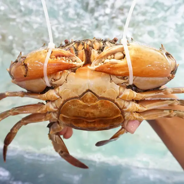 Cua Thịt Tươi Loại 1 Size 500-700Gr/Con