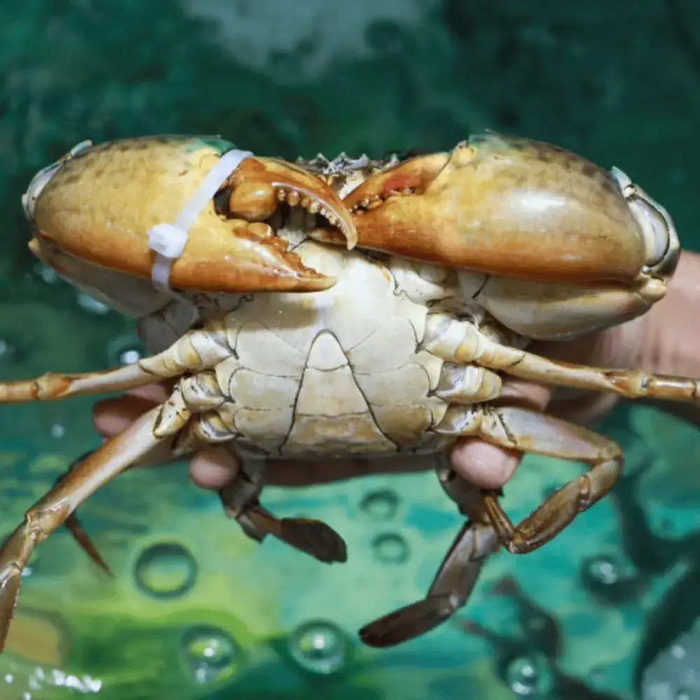 Cua Thịt Tươi Loại 1 Size 700-1000Gr/Con