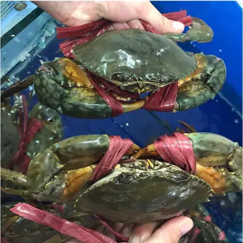 Cua Thịt Tươi Loại 1 Size 700-1000Gr/Con