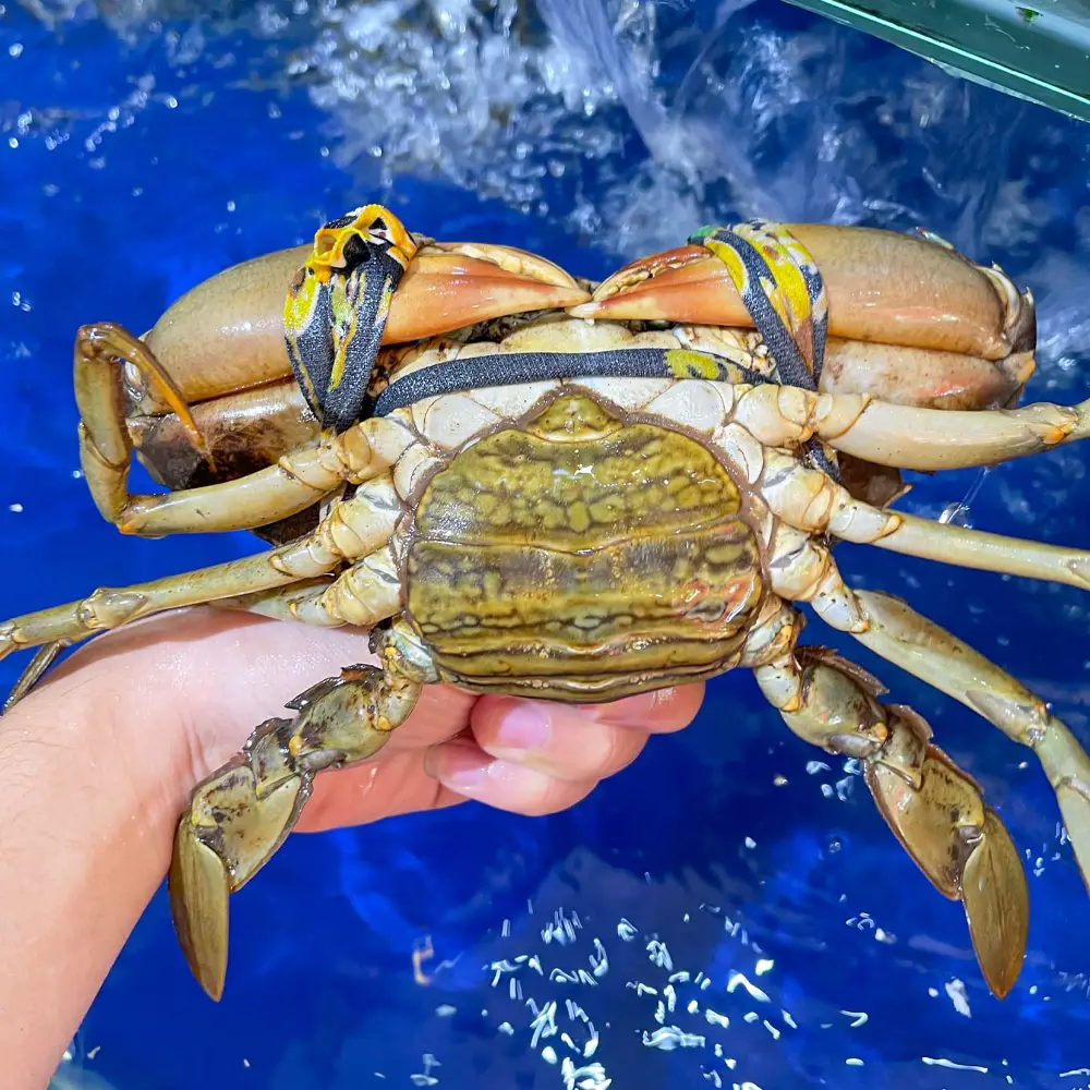 Cua Gạch Sống Loại 1 Size 200-300Gr/Con