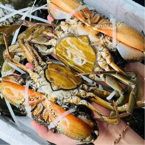 Cua Gạch Sống Loại 1 Size 200-300Gr/Con