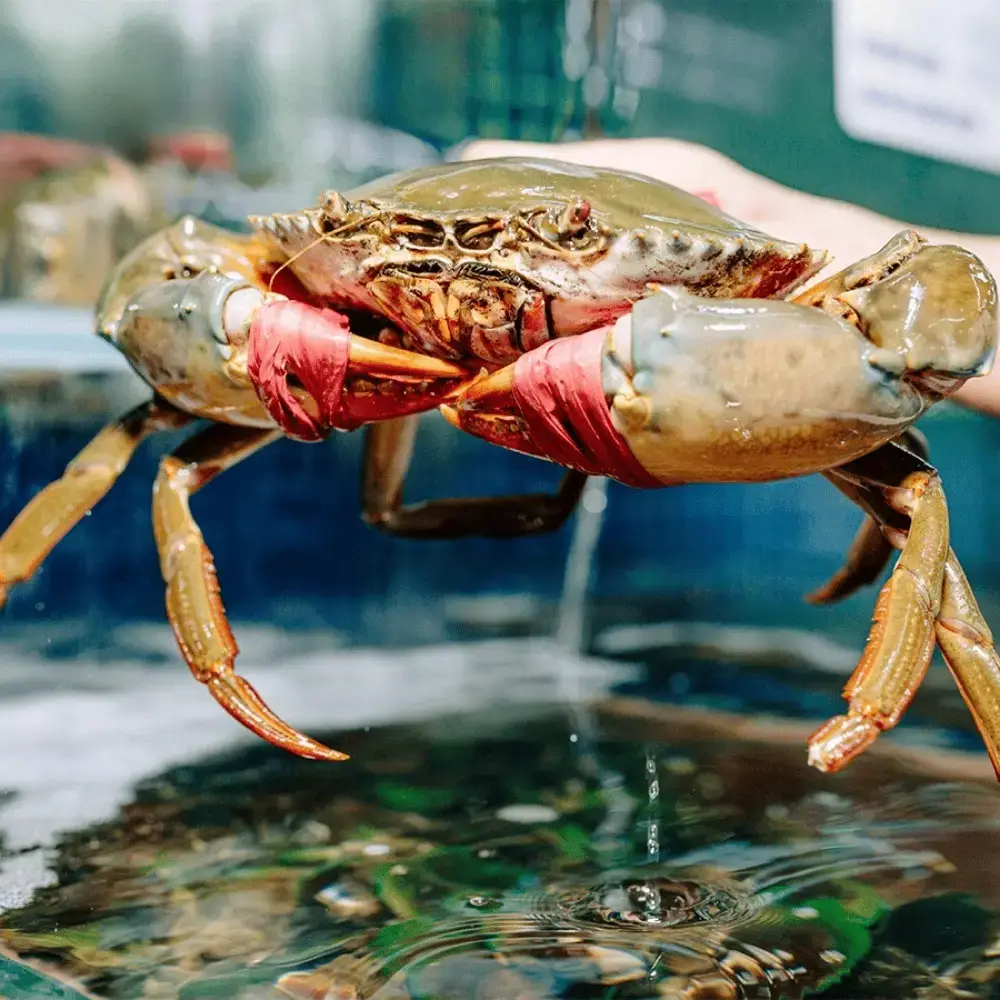 Cua Gạch Tươi Loại 1 Size 300-450Gr/Con