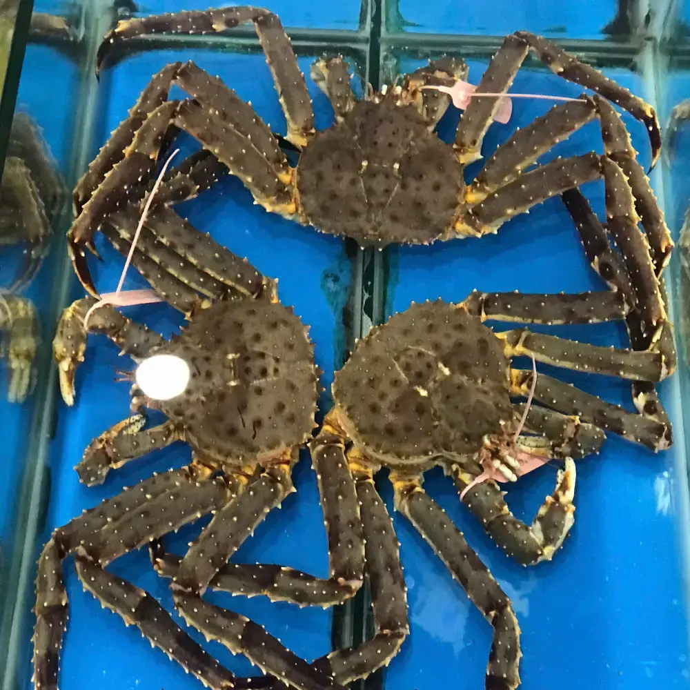 Cua Hoàng Đế Tươi Sống Size 2-2.5Kg/Con