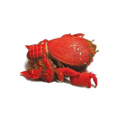 Cua Huỳnh Đế Tươi Sống Loại 1