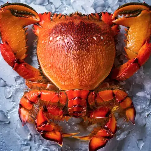 Cua Huỳnh Đế Tươi Sống Loại 1