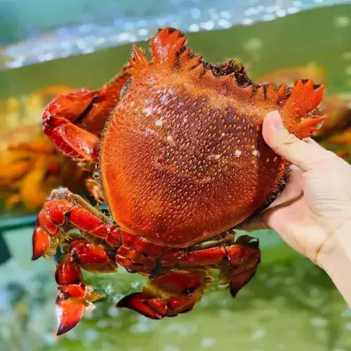 Cua Huỳnh Đế Tươi Sống Loại 1