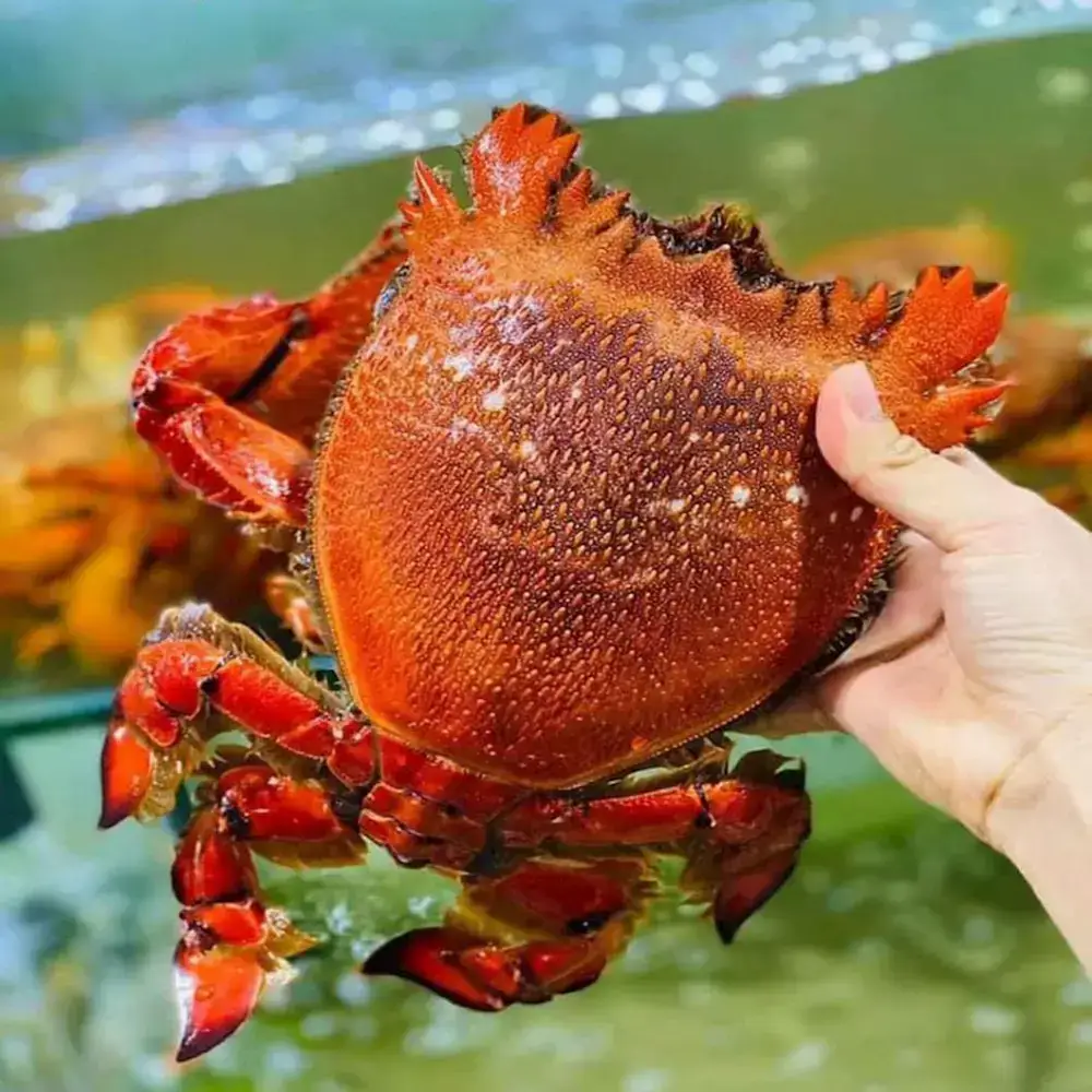 Cua Huỳnh Đế Tươi Sống Size Nhỏ 300-400Gr