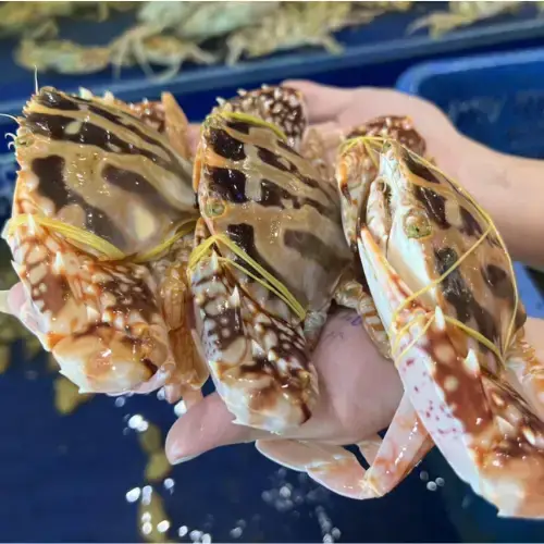 Ghẹ Đỏ Tươi Sống Size 4-5 Con/Kg