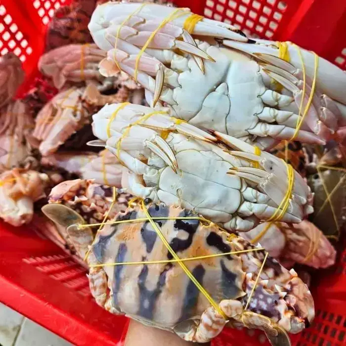 Ghẹ Đỏ Tươi Sống Size 4-5 Con/Kg