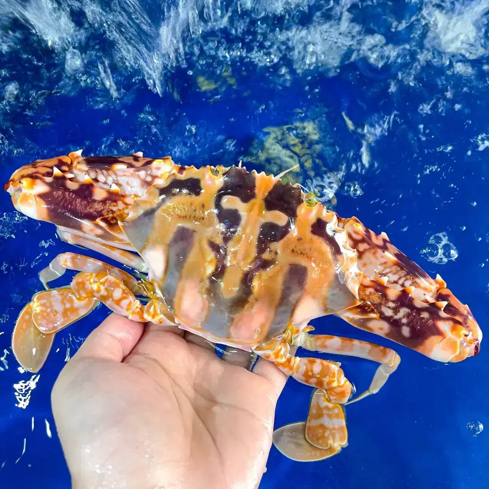 Ghẹ Đỏ Tươi Sống Size 6-7 Con/Kg