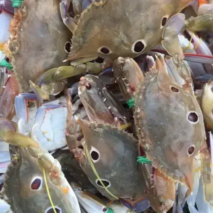 Ghẹ Ba Chấm Tươi Ngon Chắc Thịt