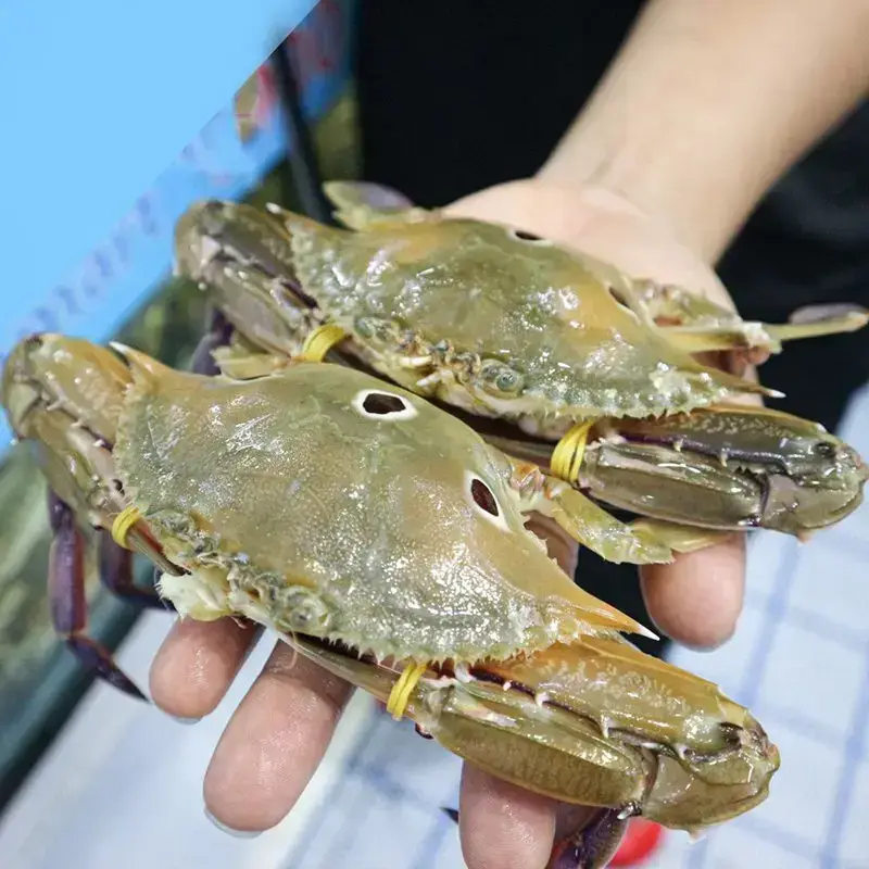 Ghẹ Ba Chấm Tươi Ngon Chắc Thịt