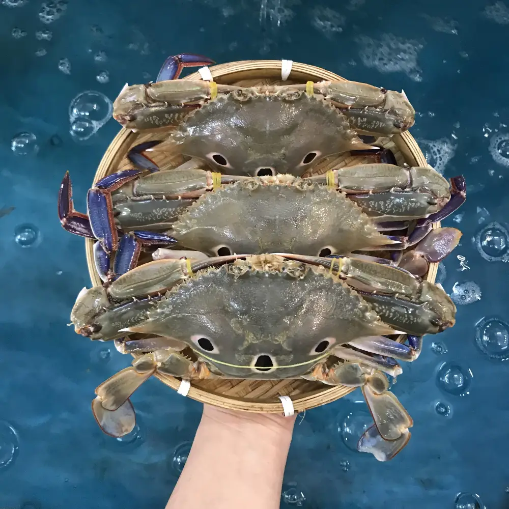 Ghẹ Ba Chấm Tươi Ngon Chắc Thịt