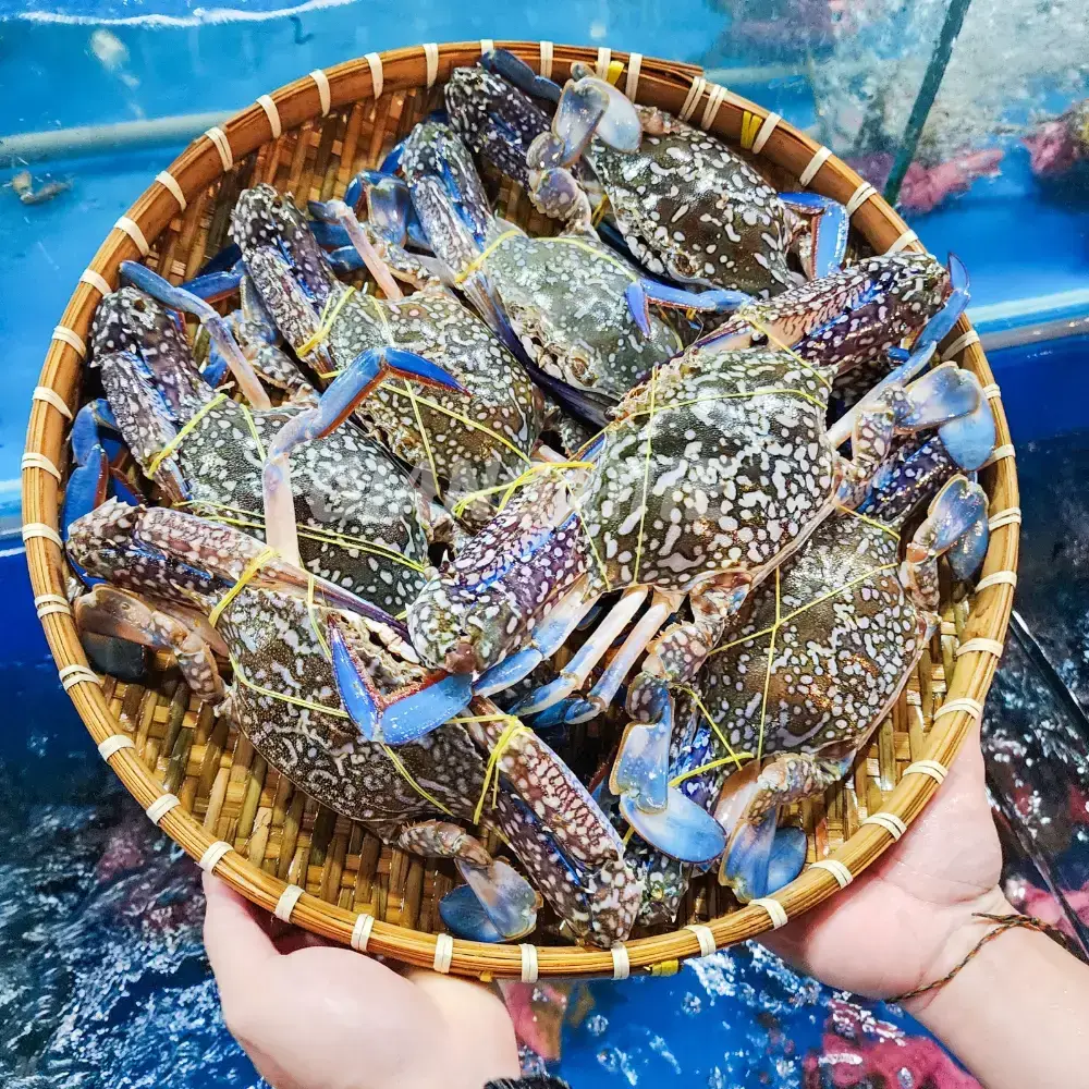 Ghẹ Xanh Tươi Sống Size 3-4 Con/Kg