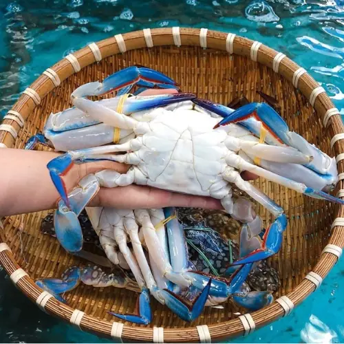 Ghẹ Xanh Tươi Sống Size 3-4 Con/Kg