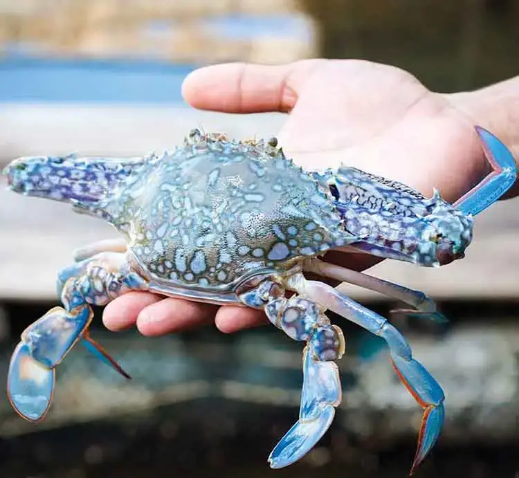 Ghẹ Xanh Tươi Sống Size 6-7 Con/Kg