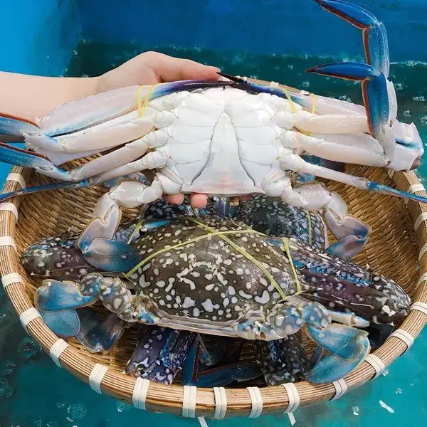 Ghẹ Xanh Tươi Sống Size 6-7 Con/Kg