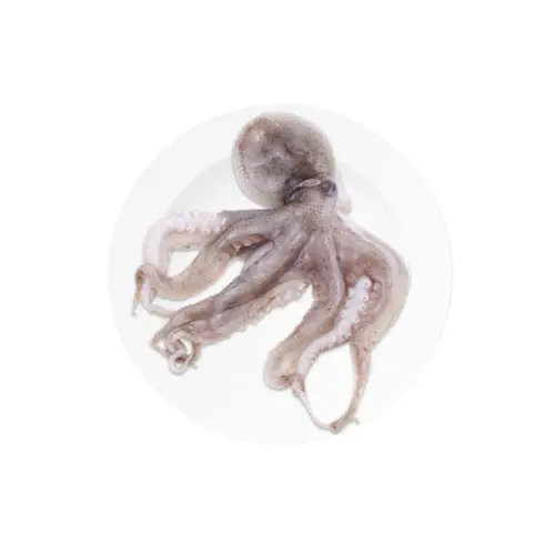 Bạch Tuộc Tươi Size 0.6-0.8Kg/Con