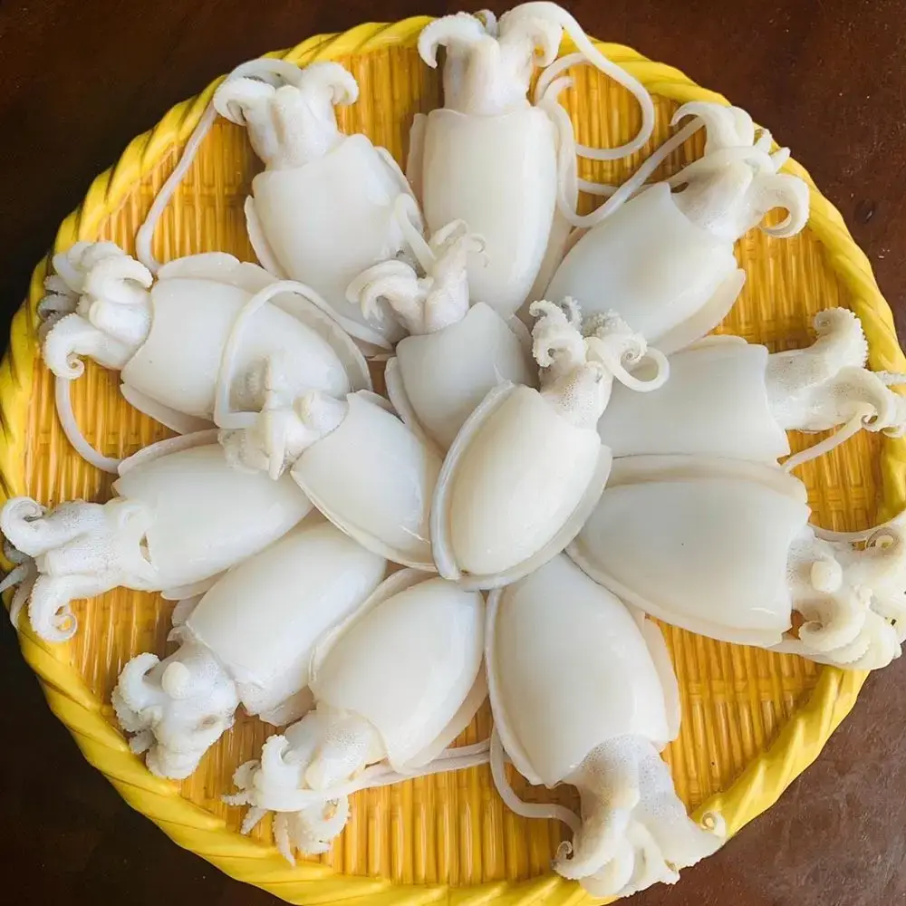 Mực Nang (Mực Nút) Tươi Size 10-15 Con/Kg