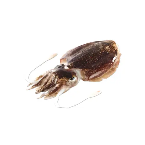 Mực Nang Tươi Size 2-3 Con/Kg 