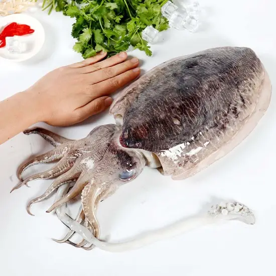 Mực Nang Tươi Size 2-3 Con/Kg 