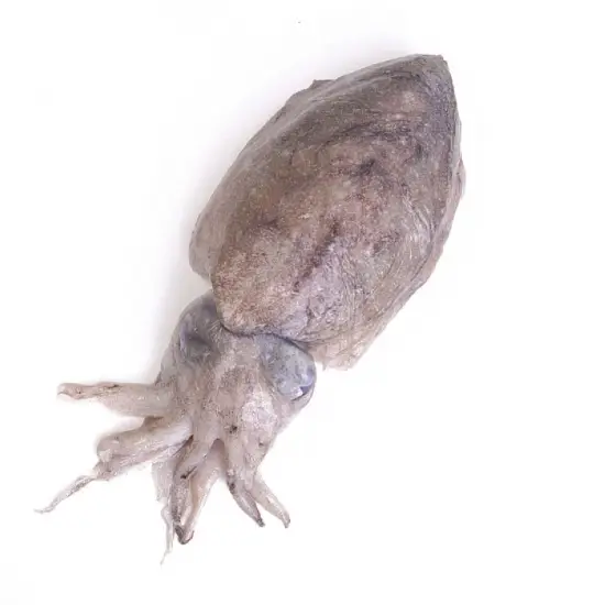 Mực Nang Tươi Size 2-3 Con/Kg 