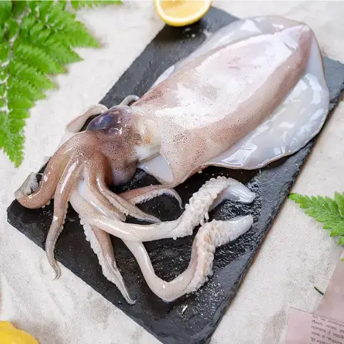 Mực Nang Tươi Sống Size 1.5-2Kg/Con