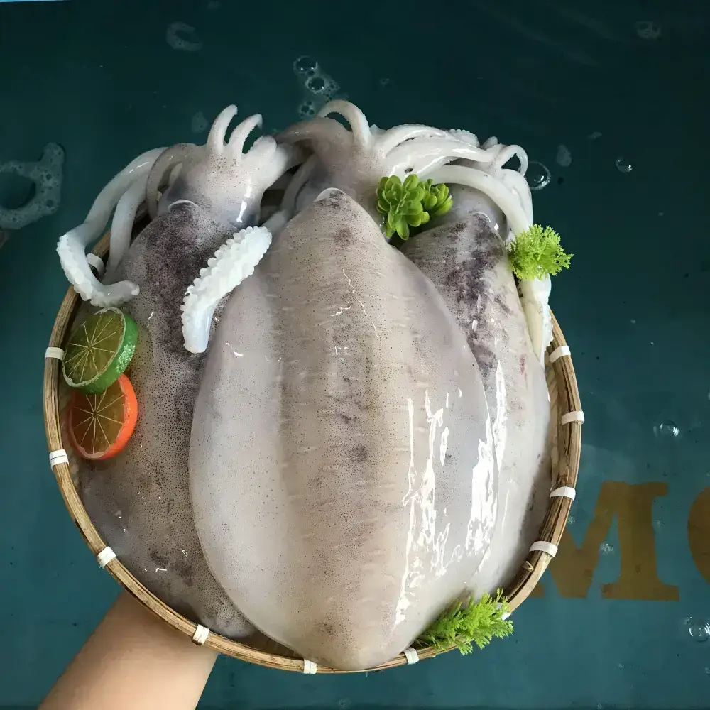 Mực Lá Tươi Sống Size 0.8-1Kg/Con