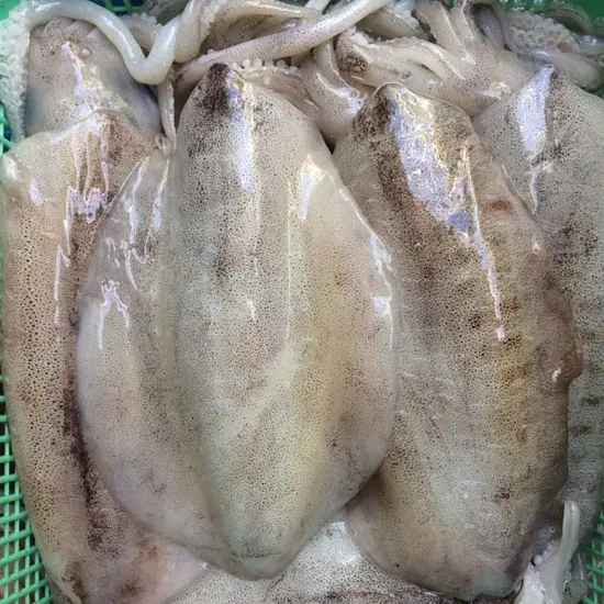 Mực Lá Tươi Sống Size 400-600Gram/Con