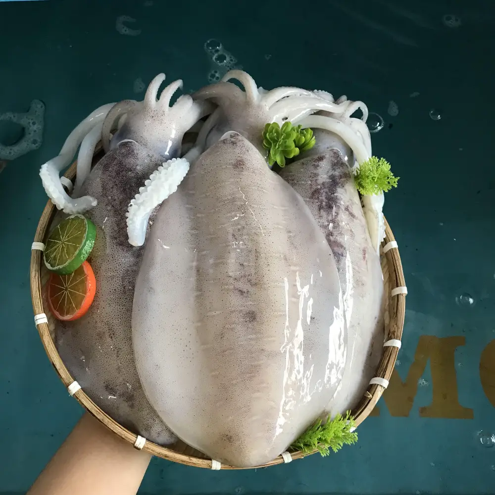 Mực Lá Tươi Sống Size 400-600Gram/Con