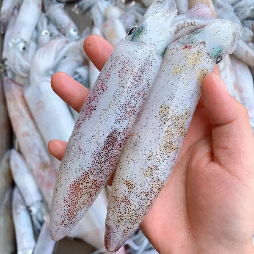 Mực Trứng Tươi Ngon Size 15-20 Con/Kg