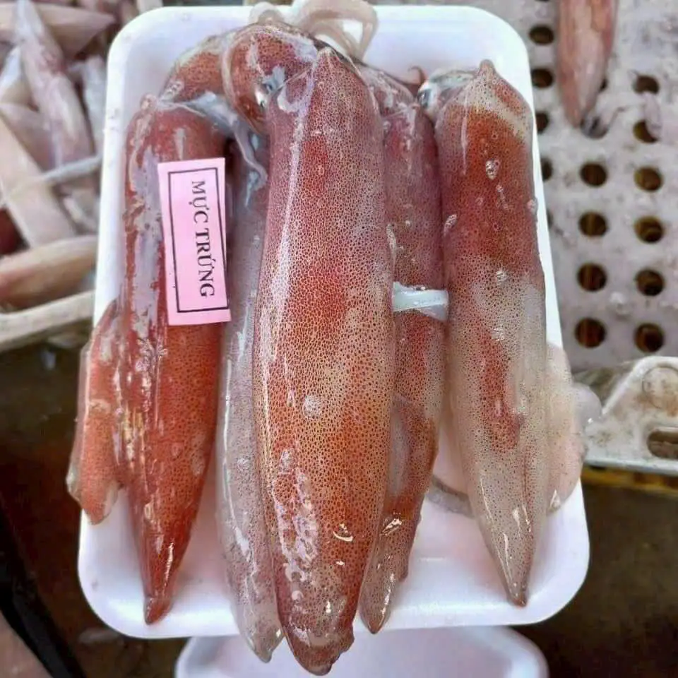 Mực Trứng Tươi Ngon Size 15-20 Con/Kg