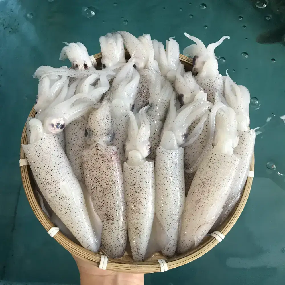 Mực Trứng Tươi Ngon Size 30-40 Con/Kg