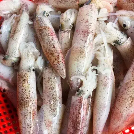 Mực Trứng Tươi Ngon Size 30-40 Con/Kg