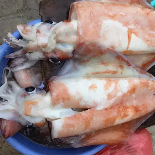 Mực Lá Đại Dương Size 3-4Kg/Con