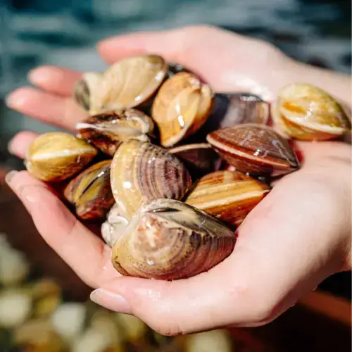 Nghêu Biển Tươi Sống Size 10-15 Con/Kg