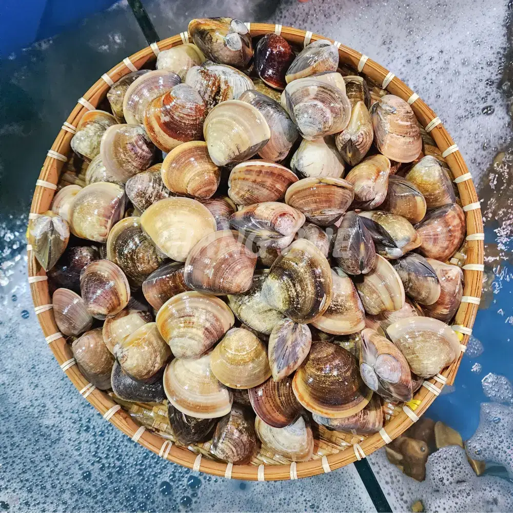 Nghêu Biển Tươi Sống Size 10-15 Con/Kg