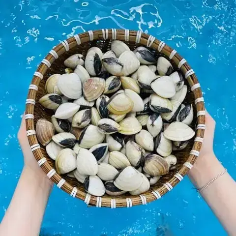 Nghêu Biển Tươi Sống Size 20-30 Con/Kg