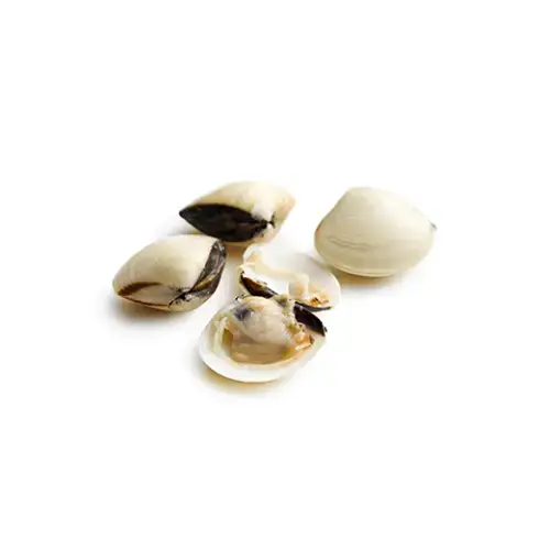 Nghêu Biển Tươi Sống Size 40-50 Con/Kg