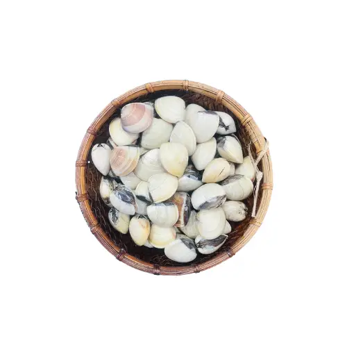 Nghêu Biển Tươi Sống Size 50-60 Con/Kg