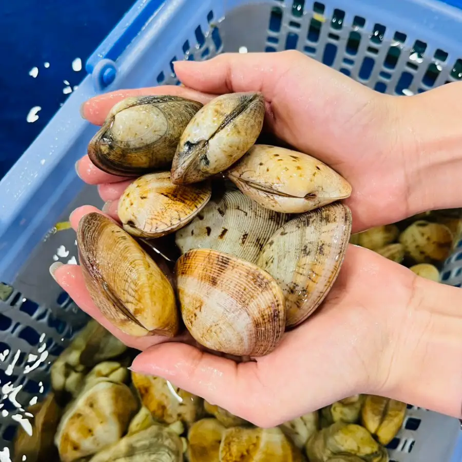 Ngao Hai Cồi Tươi Ngon Size 10-15 Con/Kg